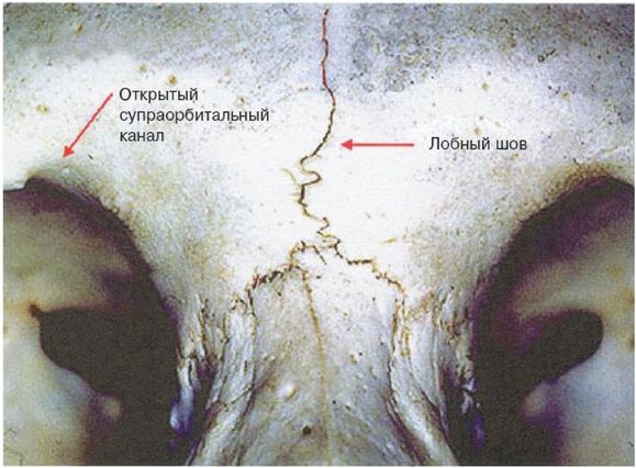 Иллюстрация к книге — Эректус бродит между нами. Покорение белой расы [p96.jpg]