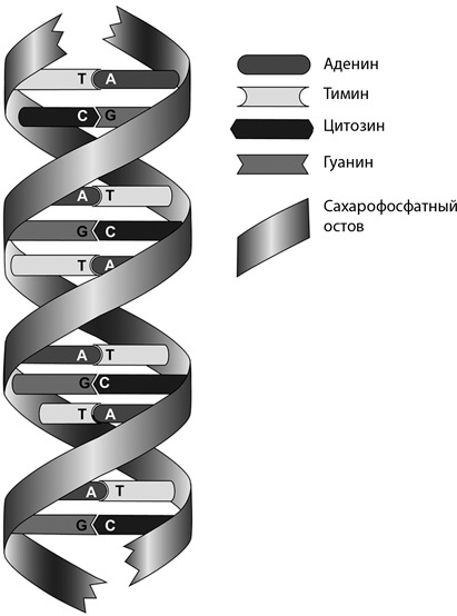 Иллюстрация к книге — Происхождение всего. От Большого взрыва до человеческой цивилизации [_13.jpg]