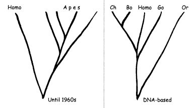 Иллюстрация к книге — Истоки морали. В поисках человеческого у приматов [i_008.jpg]