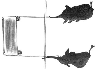 Иллюстрация к книге — Истоки морали. В поисках человеческого у приматов [i_016.jpg]