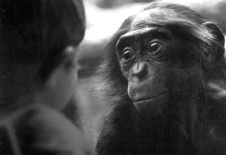 Иллюстрация к книге — Истоки морали. В поисках человеческого у приматов [i_025.jpg]