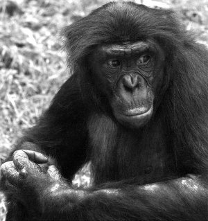 Иллюстрация к книге — Истоки морали. В поисках человеческого у приматов [i_026.jpg]