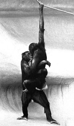 Иллюстрация к книге — Истоки морали. В поисках человеческого у приматов [i_028.jpg]