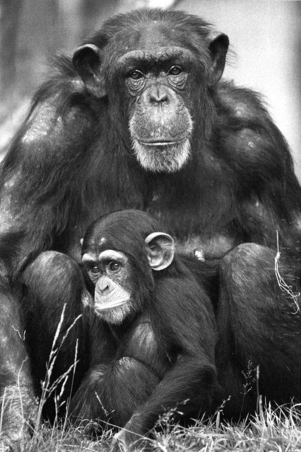 Иллюстрация к книге — Истоки морали. В поисках человеческого у приматов [i_029.jpg]