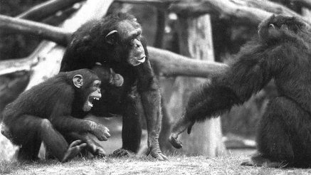 Иллюстрация к книге — Истоки морали. В поисках человеческого у приматов [i_032.jpg]