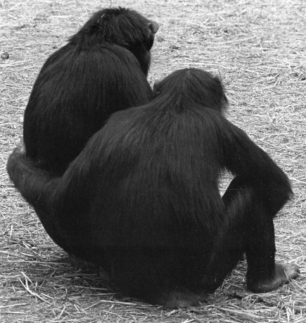 Иллюстрация к книге — Истоки морали. В поисках человеческого у приматов [i_035.jpg]