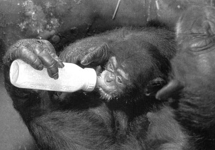 Иллюстрация к книге — Истоки морали. В поисках человеческого у приматов [i_037.jpg]