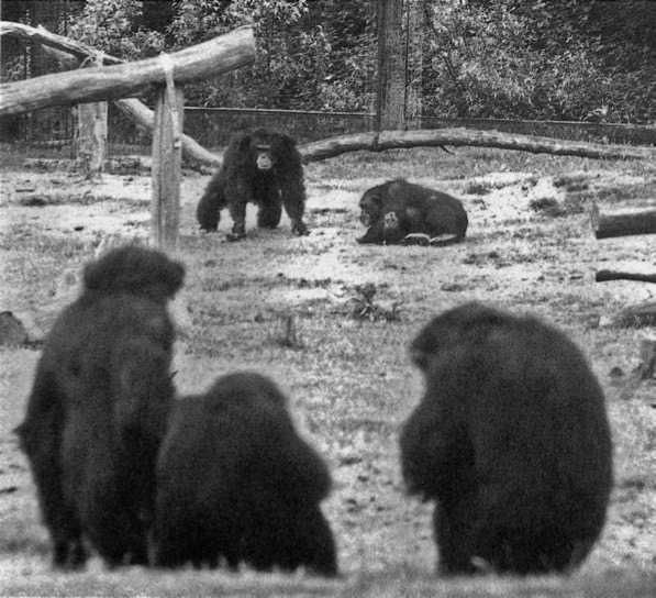Иллюстрация к книге — Политика у шимпанзе. Власть и секс у приматов [i_002.jpg]