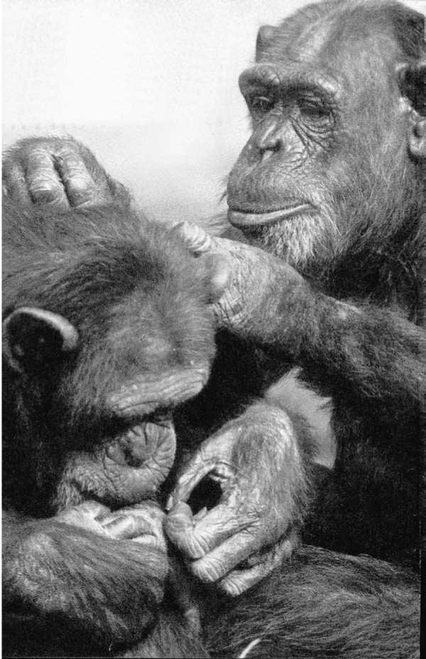 Иллюстрация к книге — Политика у шимпанзе. Власть и секс у приматов [i_004.jpg]