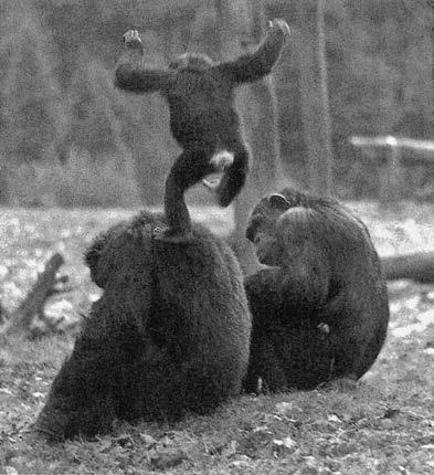 Иллюстрация к книге — Политика у шимпанзе. Власть и секс у приматов [i_009.jpg]