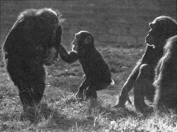 Иллюстрация к книге — Политика у шимпанзе. Власть и секс у приматов [i_011.jpg]