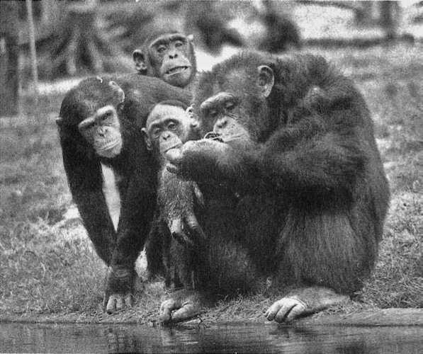 Иллюстрация к книге — Политика у шимпанзе. Власть и секс у приматов [i_012.jpg]