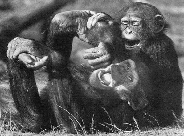 Иллюстрация к книге — Политика у шимпанзе. Власть и секс у приматов [i_016.jpg]