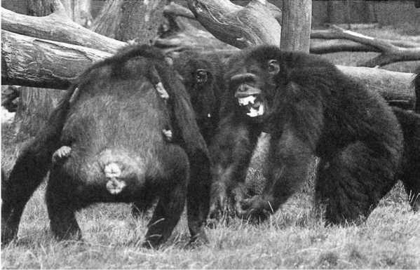 Иллюстрация к книге — Политика у шимпанзе. Власть и секс у приматов [i_017.jpg]