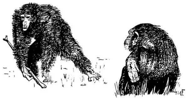 Иллюстрация к книге — Политика у шимпанзе. Власть и секс у приматов [i_019.jpg]