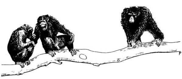 Иллюстрация к книге — Политика у шимпанзе. Власть и секс у приматов [i_023.jpg]