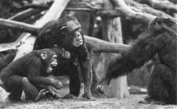 Иллюстрация к книге — Политика у шимпанзе. Власть и секс у приматов [i_025.jpg]