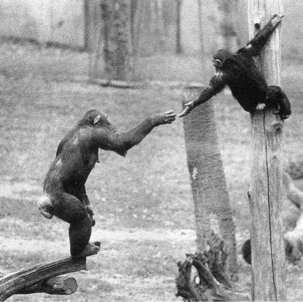 Иллюстрация к книге — Политика у шимпанзе. Власть и секс у приматов [i_026.jpg]