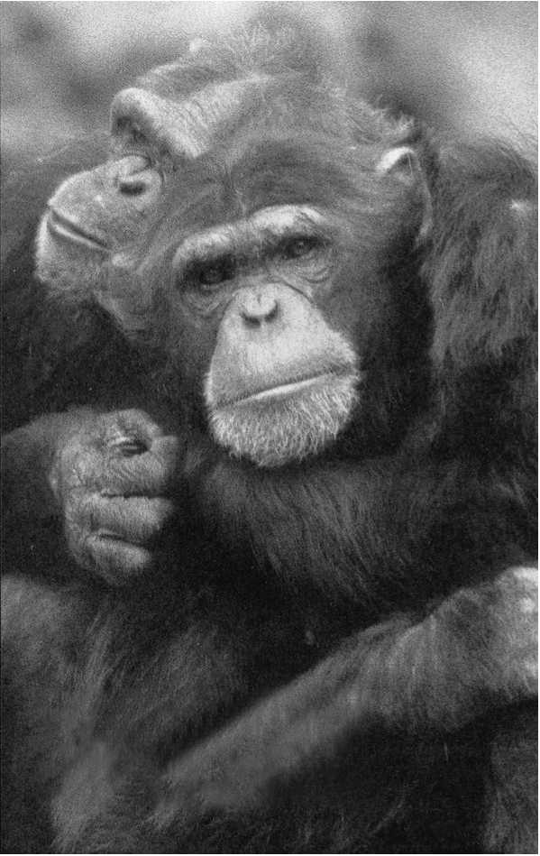 Иллюстрация к книге — Политика у шимпанзе. Власть и секс у приматов [i_028.jpg]