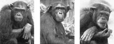 Иллюстрация к книге — Политика у шимпанзе. Власть и секс у приматов [i_034.jpg]