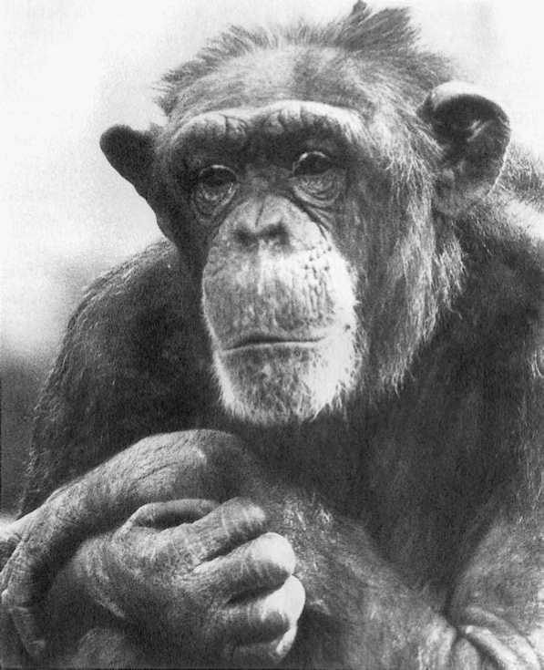 Иллюстрация к книге — Политика у шимпанзе. Власть и секс у приматов [i_035.jpg]