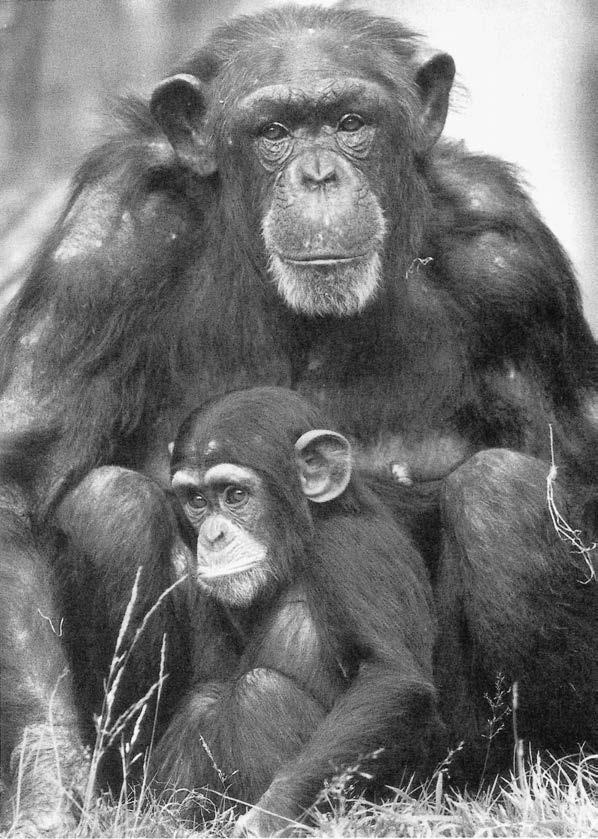 Иллюстрация к книге — Политика у шимпанзе. Власть и секс у приматов [i_037.jpg]