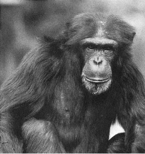 Иллюстрация к книге — Политика у шимпанзе. Власть и секс у приматов [i_039.jpg]