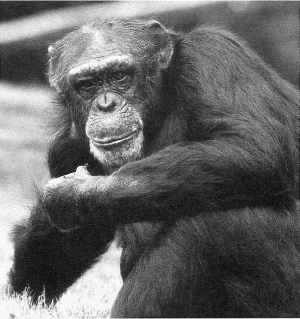 Иллюстрация к книге — Политика у шимпанзе. Власть и секс у приматов [i_040.jpg]