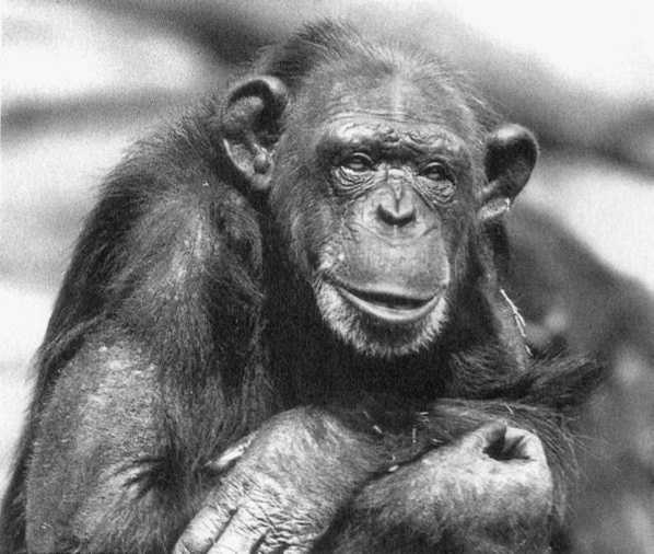 Иллюстрация к книге — Политика у шимпанзе. Власть и секс у приматов [i_041.jpg]