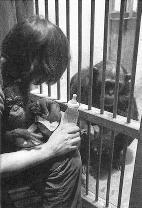 Иллюстрация к книге — Политика у шимпанзе. Власть и секс у приматов [i_042.jpg]