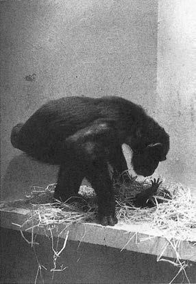 Иллюстрация к книге — Политика у шимпанзе. Власть и секс у приматов [i_043.jpg]