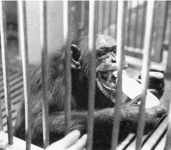 Иллюстрация к книге — Политика у шимпанзе. Власть и секс у приматов [i_044.jpg]