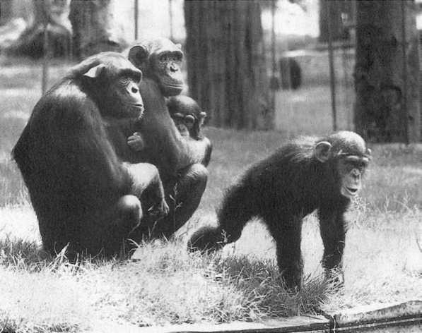 Иллюстрация к книге — Политика у шимпанзе. Власть и секс у приматов [i_051.jpg]