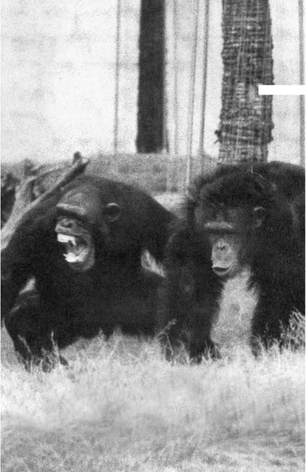 Иллюстрация к книге — Политика у шимпанзе. Власть и секс у приматов [i_054.jpg]