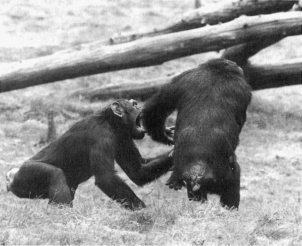 Иллюстрация к книге — Политика у шимпанзе. Власть и секс у приматов [i_056.jpg]