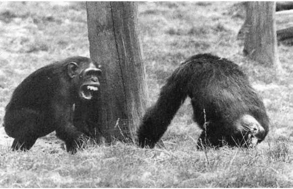 Иллюстрация к книге — Политика у шимпанзе. Власть и секс у приматов [i_057.jpg]