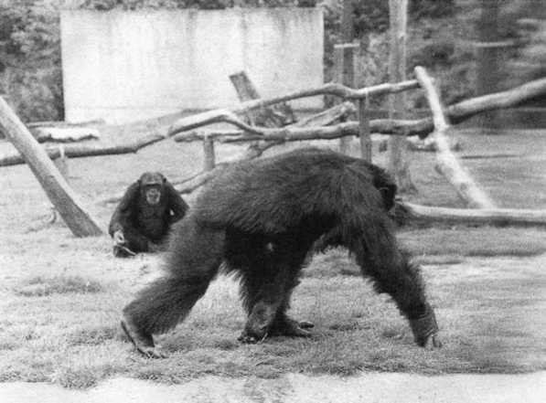 Иллюстрация к книге — Политика у шимпанзе. Власть и секс у приматов [i_058.jpg]