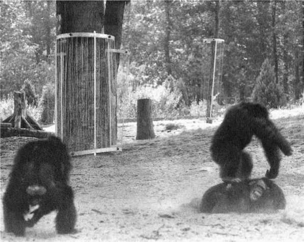 Иллюстрация к книге — Политика у шимпанзе. Власть и секс у приматов [i_059.jpg]