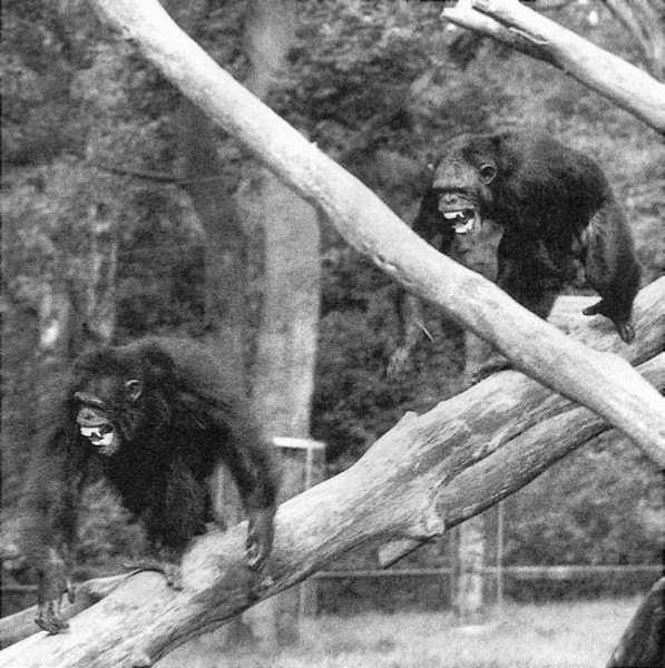 Иллюстрация к книге — Политика у шимпанзе. Власть и секс у приматов [i_061.jpg]