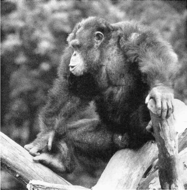 Иллюстрация к книге — Политика у шимпанзе. Власть и секс у приматов [i_062.jpg]