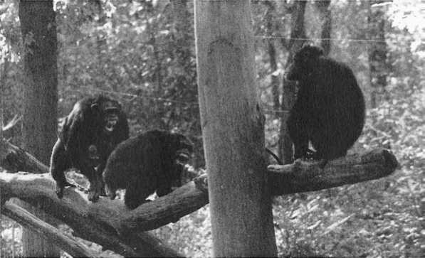 Иллюстрация к книге — Политика у шимпанзе. Власть и секс у приматов [i_063.jpg]