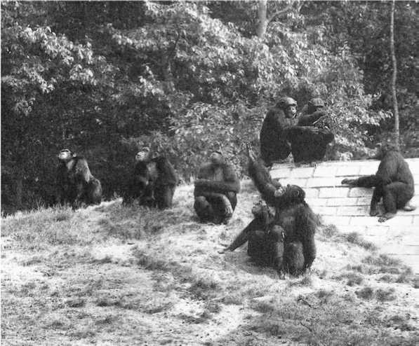 Иллюстрация к книге — Политика у шимпанзе. Власть и секс у приматов [i_065.jpg]