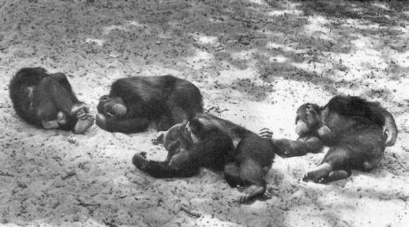 Иллюстрация к книге — Политика у шимпанзе. Власть и секс у приматов [i_067.jpg]