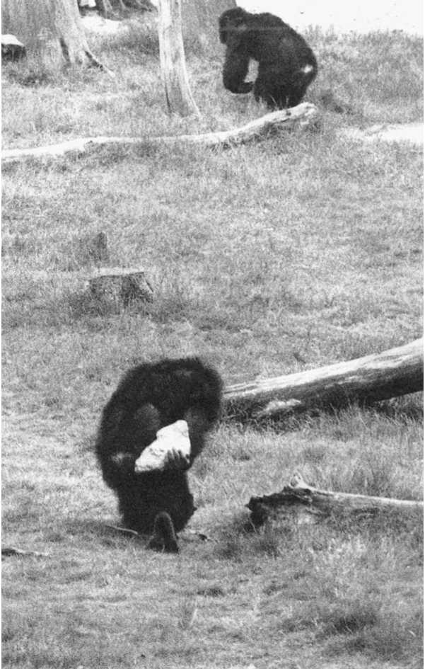 Иллюстрация к книге — Политика у шимпанзе. Власть и секс у приматов [i_070.jpg]