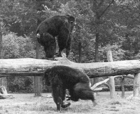 Иллюстрация к книге — Политика у шимпанзе. Власть и секс у приматов [i_071.jpg]