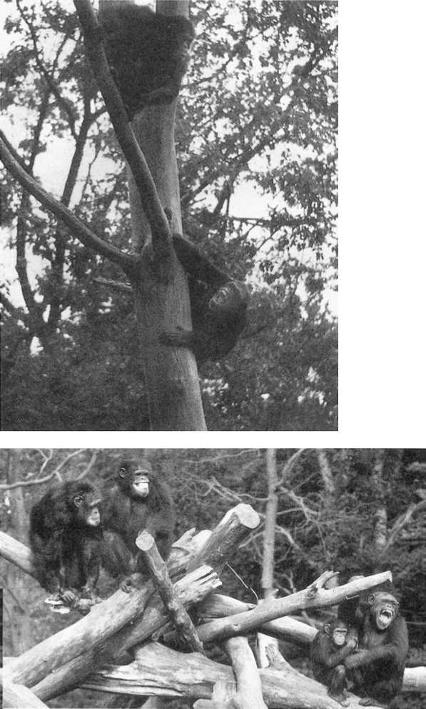 Иллюстрация к книге — Политика у шимпанзе. Власть и секс у приматов [i_072.jpg]