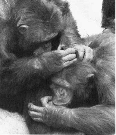 Иллюстрация к книге — Политика у шимпанзе. Власть и секс у приматов [i_074.jpg]