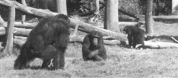 Иллюстрация к книге — Политика у шимпанзе. Власть и секс у приматов [i_082.jpg]