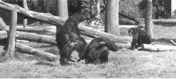 Иллюстрация к книге — Политика у шимпанзе. Власть и секс у приматов [i_083.jpg]