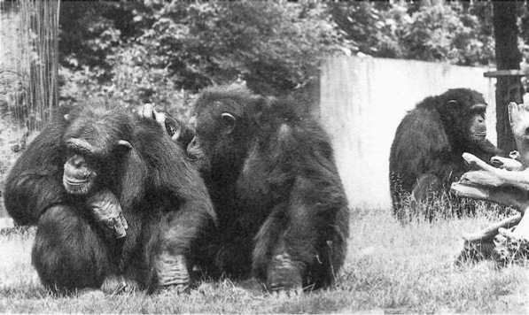 Иллюстрация к книге — Политика у шимпанзе. Власть и секс у приматов [i_084.jpg]